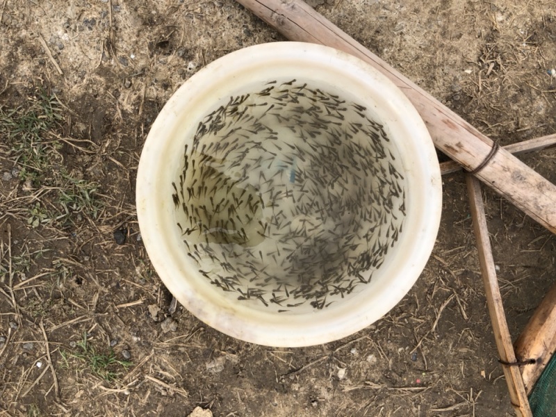 中科三号鲫鱼芙蓉银鲫鱼夏花优质鱼苗