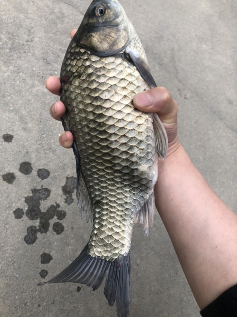 中科三号鲫鱼芙蓉银鲫鱼夏花优质鱼苗