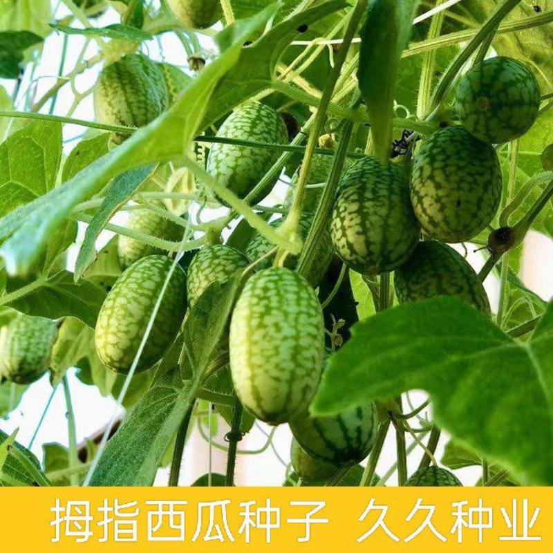 有机拇指西瓜种子高产迷你拇指西瓜种籽四季阳台盆栽水果蔬菜