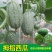 有机拇指西瓜种子高产迷你拇指西瓜种籽四季阳台盆栽水果蔬菜