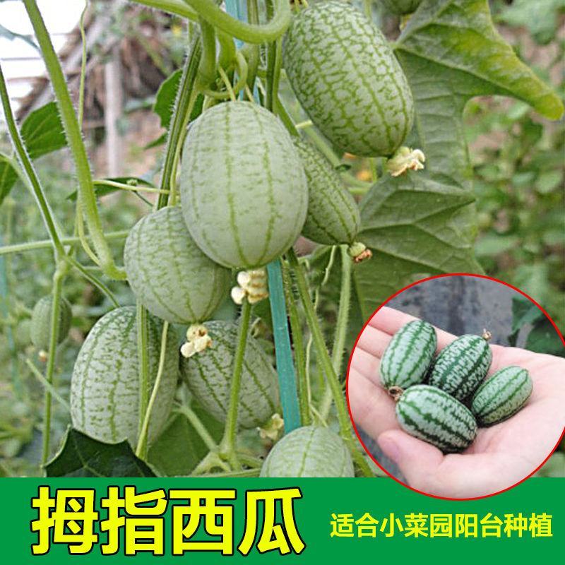 有机拇指西瓜种子高产迷你拇指西瓜种籽四季阳台盆栽水果蔬菜