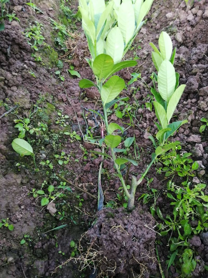 佛手苗，质量好，结果早，免费提供种植技术，包长期回收产品