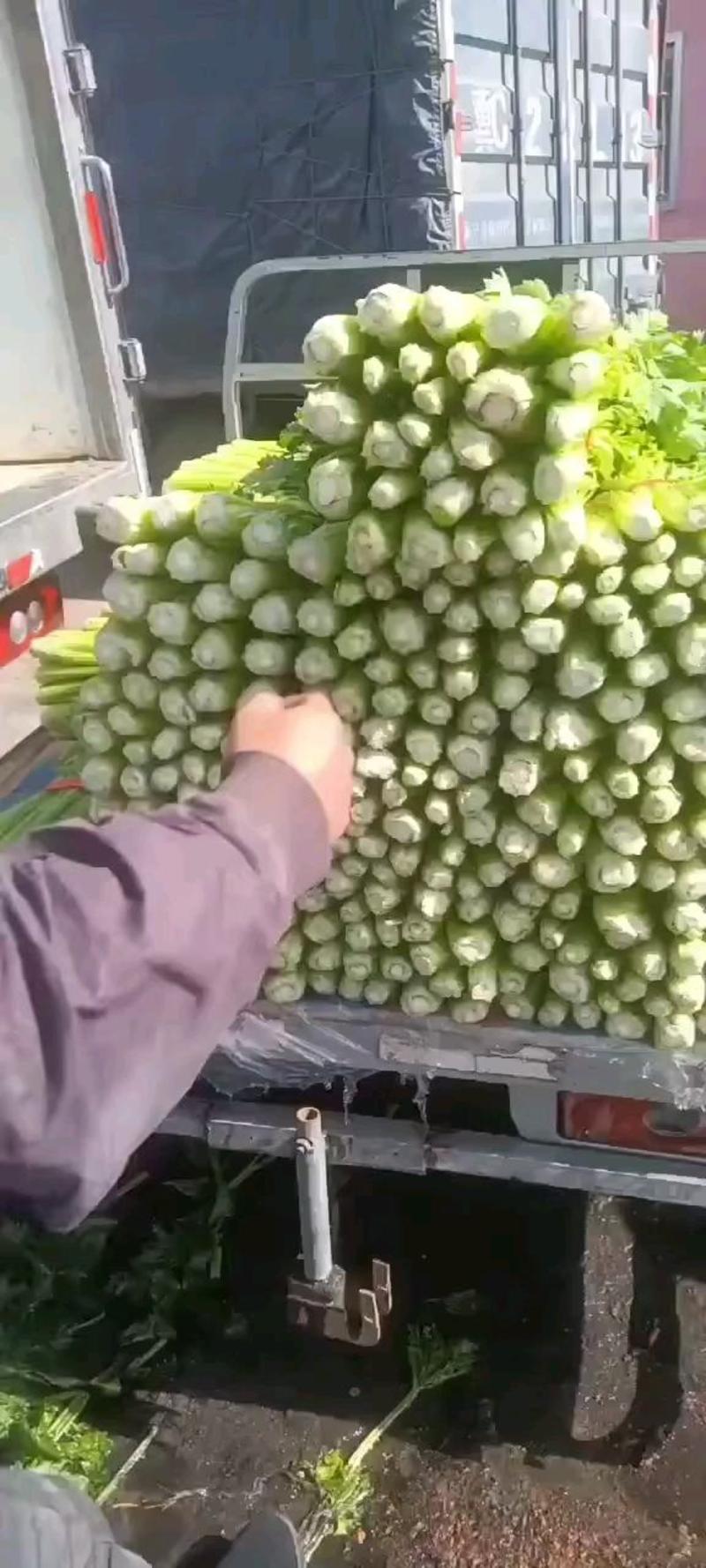 河北省昌黎县精品大棚芹菜大量上市欢迎您的到来