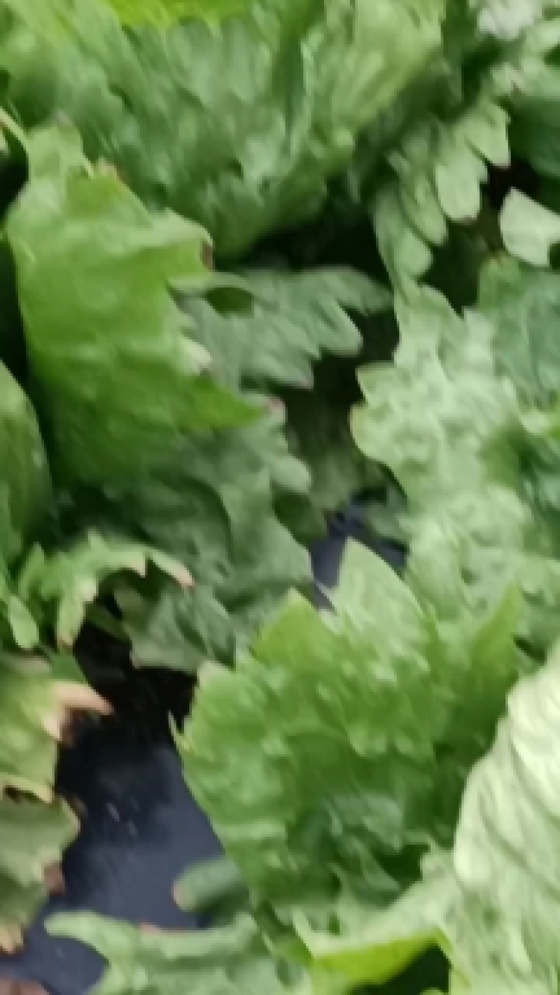 球生菜质量很好，几千亩球生菜大量上市，拉不岀去，欢迎收购