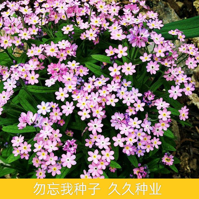 勿忘我种子蓝色勿忘我花种籽多年生易种庭院阳台盆栽好养活