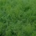 精品茴香一手货源欢迎各地老板选购价格合理