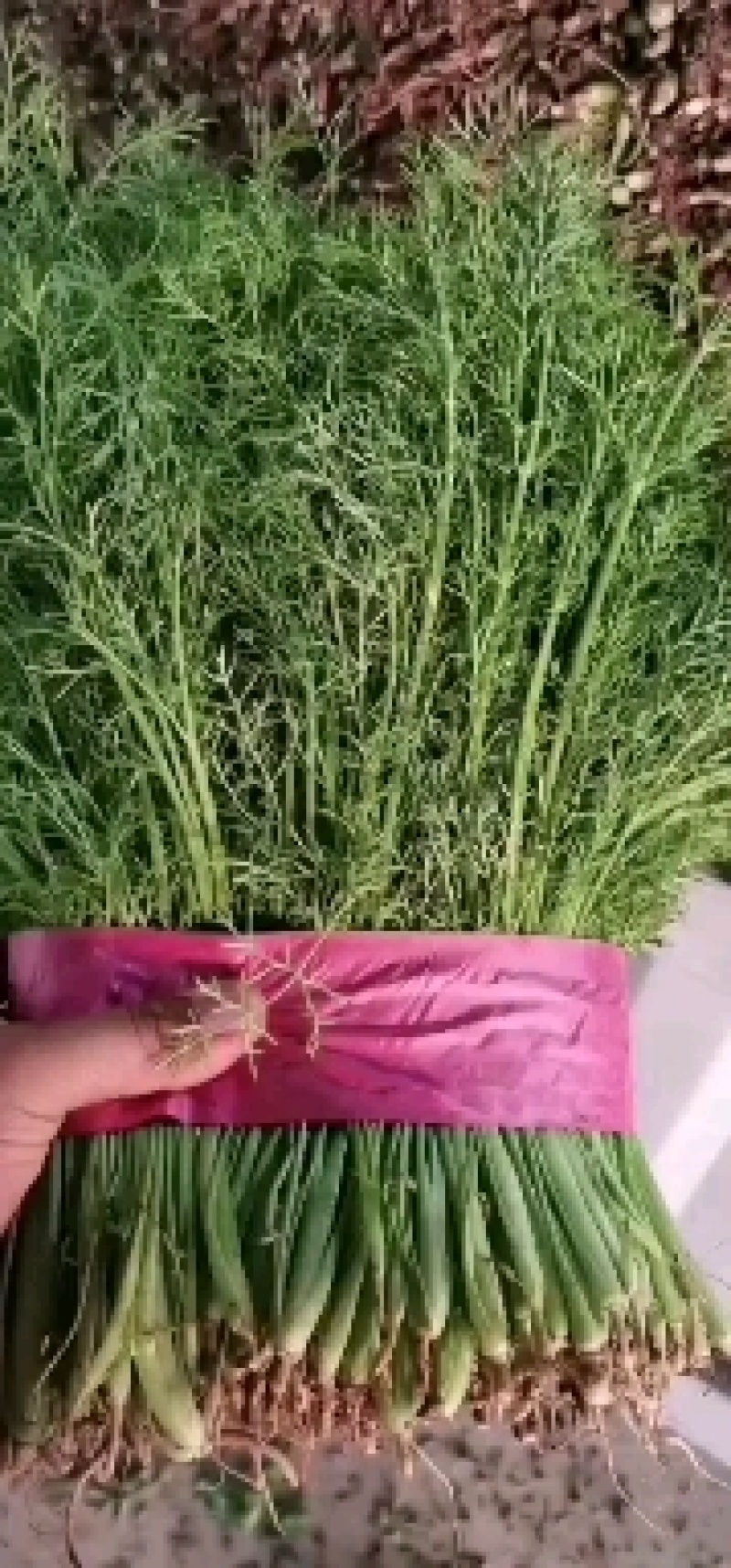 精品茴香一手货源欢迎各地老板选购价格合理