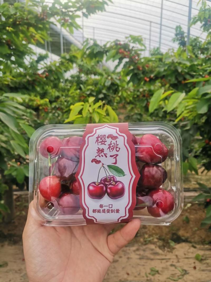 山东冠县美早萨米脱大樱桃大量供应超市市场团购电商一件代发