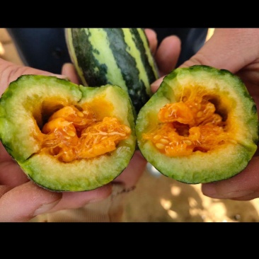 精品博洋系列甜瓜大量上市
