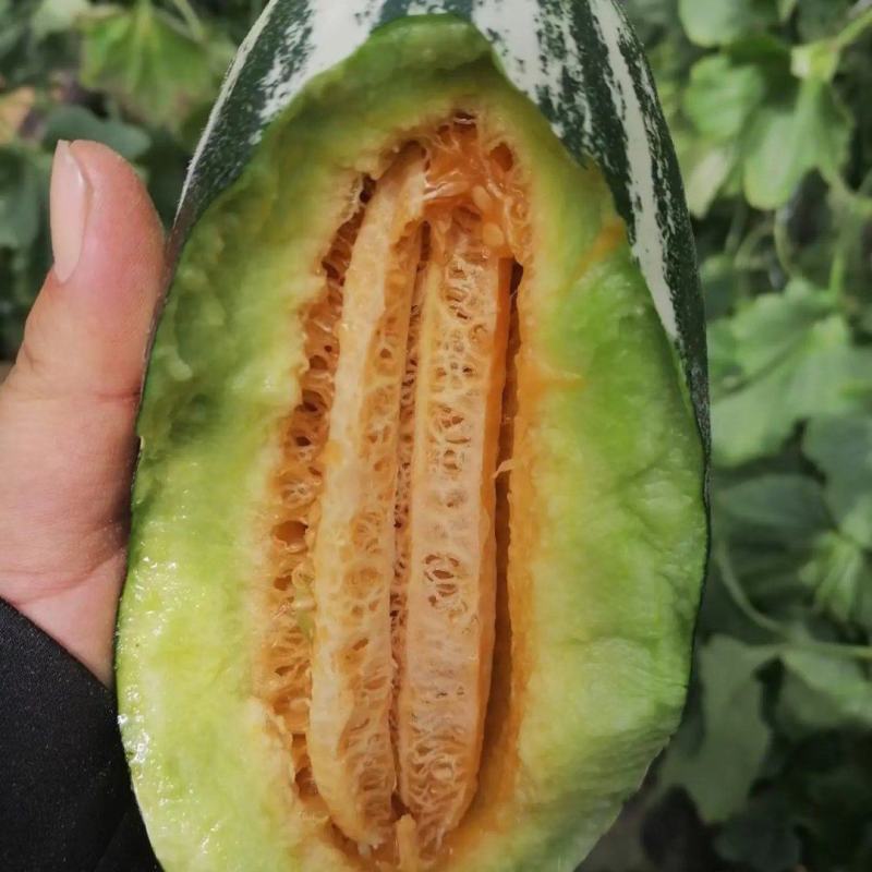 精品博洋系列甜瓜大量上市