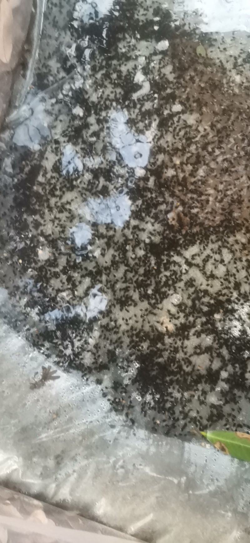 牛蛙苗