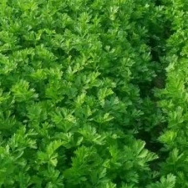 香芹