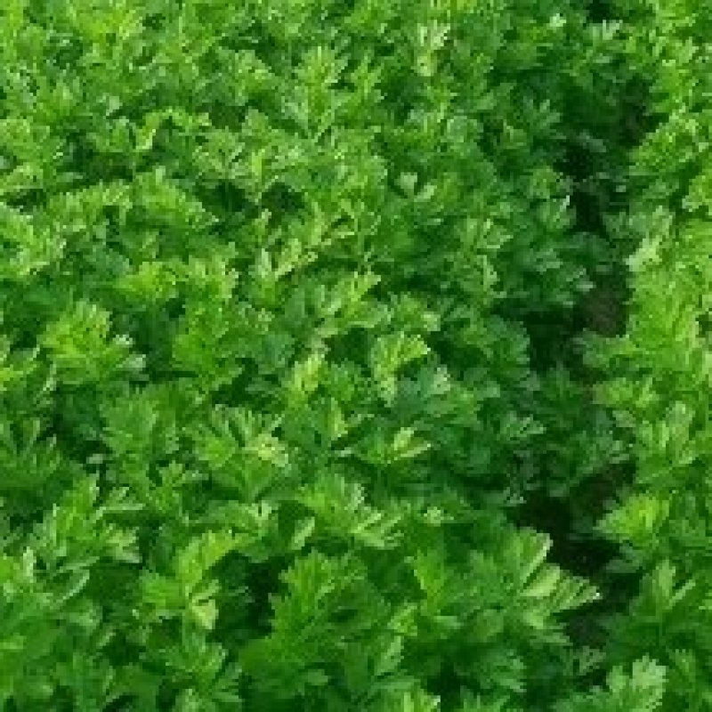 香芹