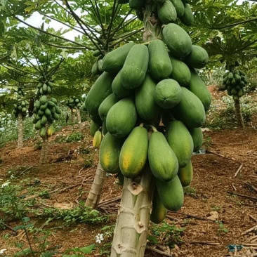 木瓜