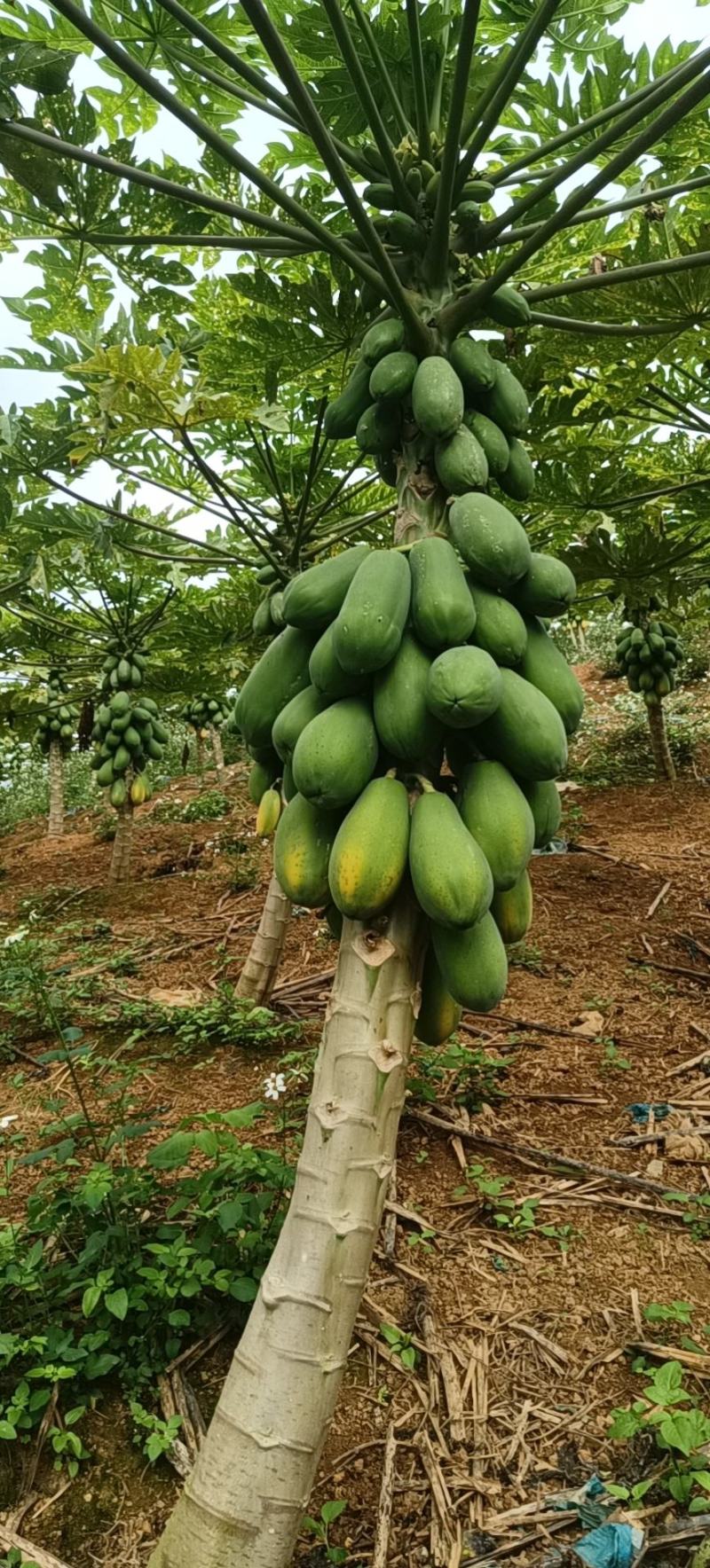 木瓜