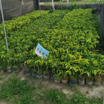 奇楠沉香树苗名贵沉香一代奇楠木苗嫁接虎斑棋苗盆栽