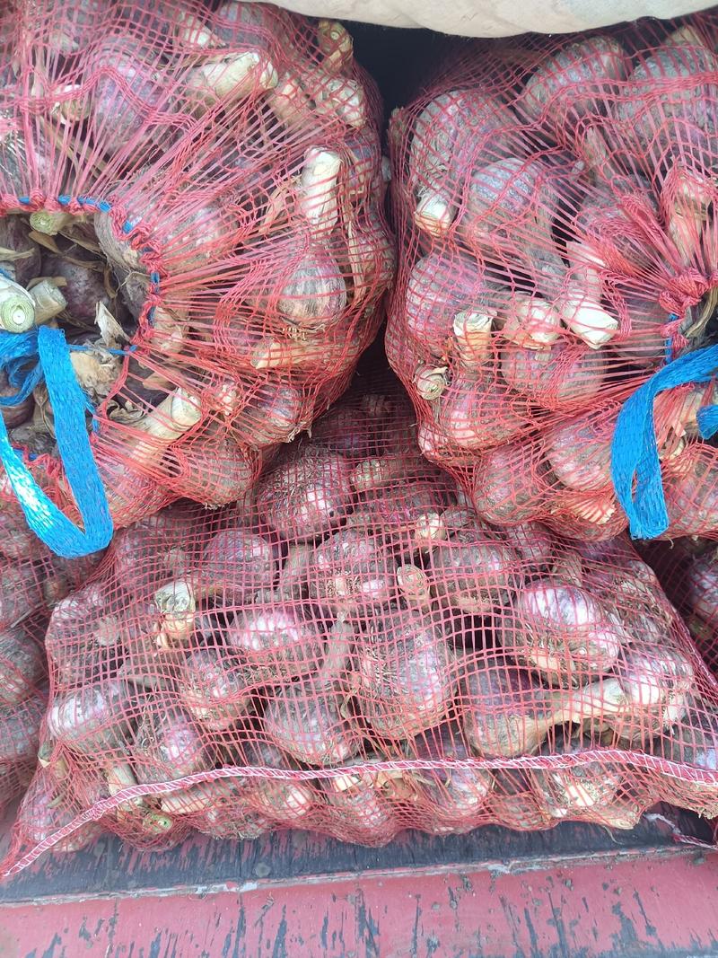 山东郯城鲜蒜头少量上市中每天可以走20吨货