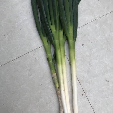 山东大葱