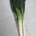 山东大葱