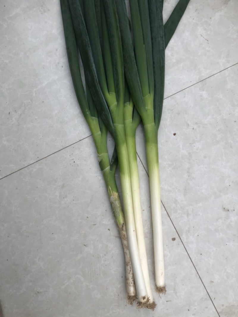 山东大葱