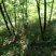 青绿苔草多年生耐阴！！！！！！！！！！！！！！！！！！！