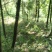 青绿苔草多年生耐阴！！！！！！！！！！！！！！！！！！！