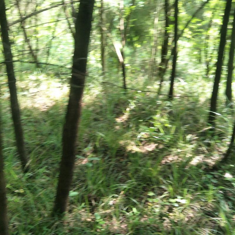 青绿苔草多年生耐阴！！！！！！！！！！！！！！！！！！！