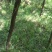 青绿苔草多年生耐阴！！！！！！！！！！！！！！！！！！！