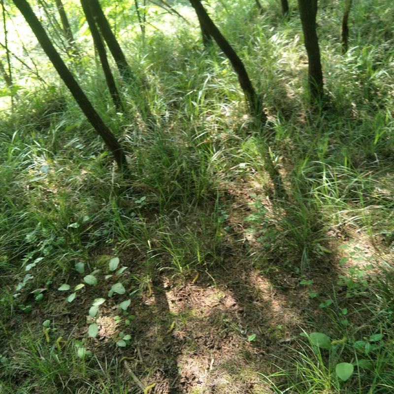 青绿苔草多年生耐阴！！！！！！！！！！！！！！！！！！！