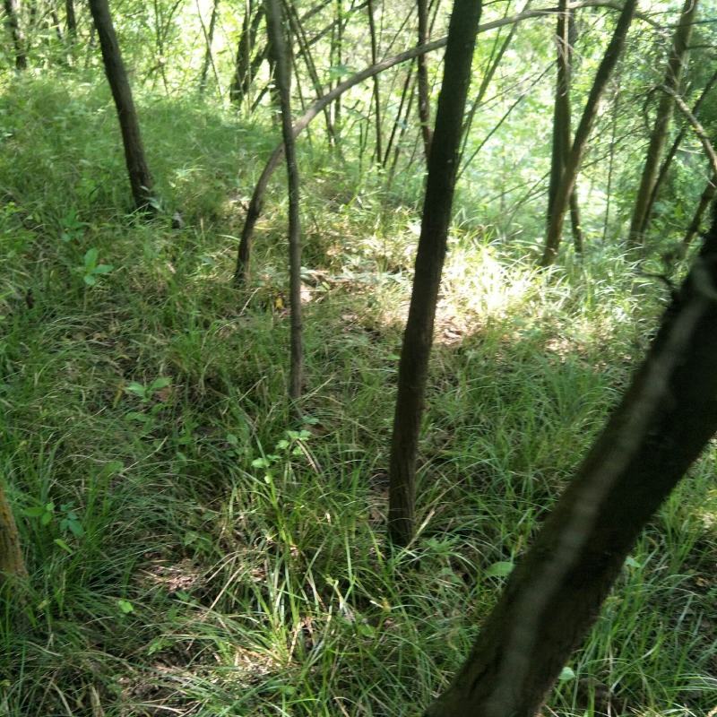 青绿苔草多年生耐阴！！！！！！！！！！！！！！！！！！！