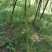 青绿苔草多年生耐阴！！！！！！！！！！！！！！！！！！！