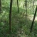 青绿苔草多年生耐阴！！！！！！！！！！！！！！！！！！！