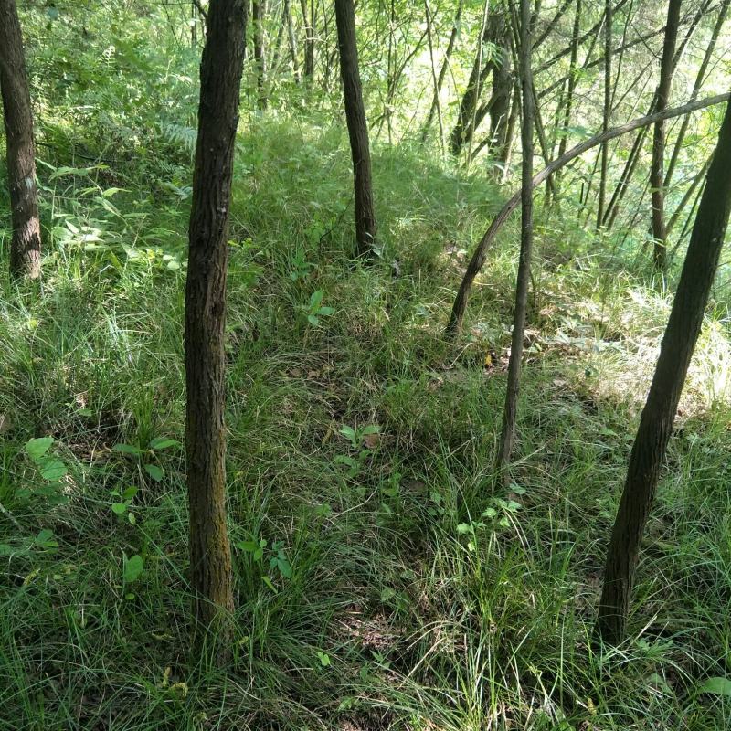 青绿苔草多年生耐阴！！！！！！！！！！！！！！！！！！！