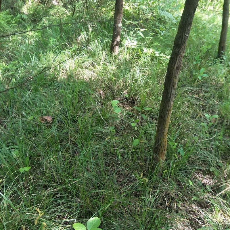 青绿苔草多年生耐阴！！！！！！！！！！！！！！！！！！！