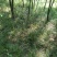 青绿苔草多年生耐阴！！！！！！！！！！！！！！！！！！！