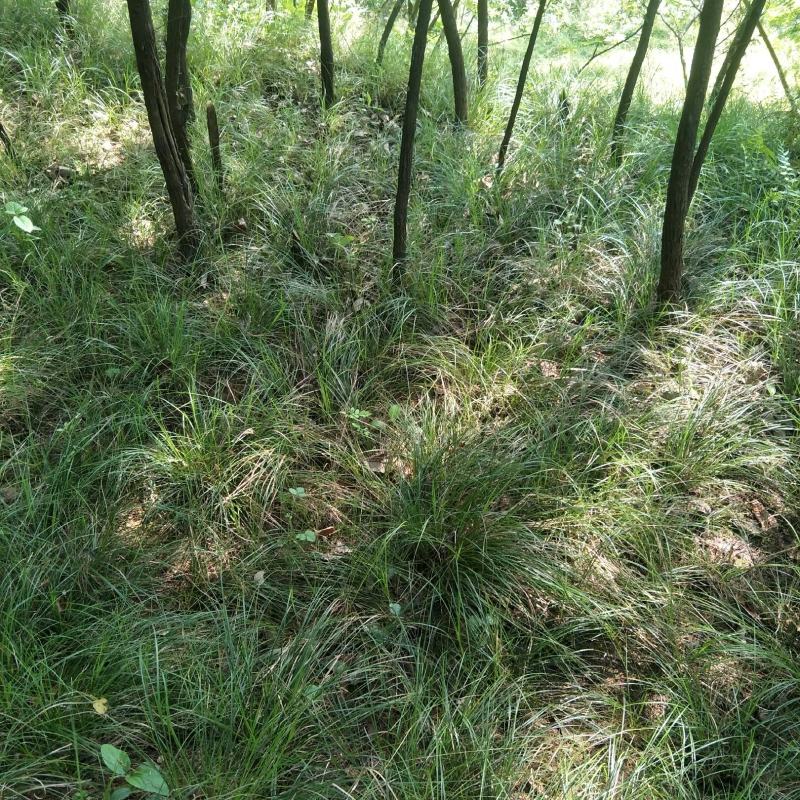 青绿苔草多年生耐阴！！！！！！！！！！！！！！！！！！！