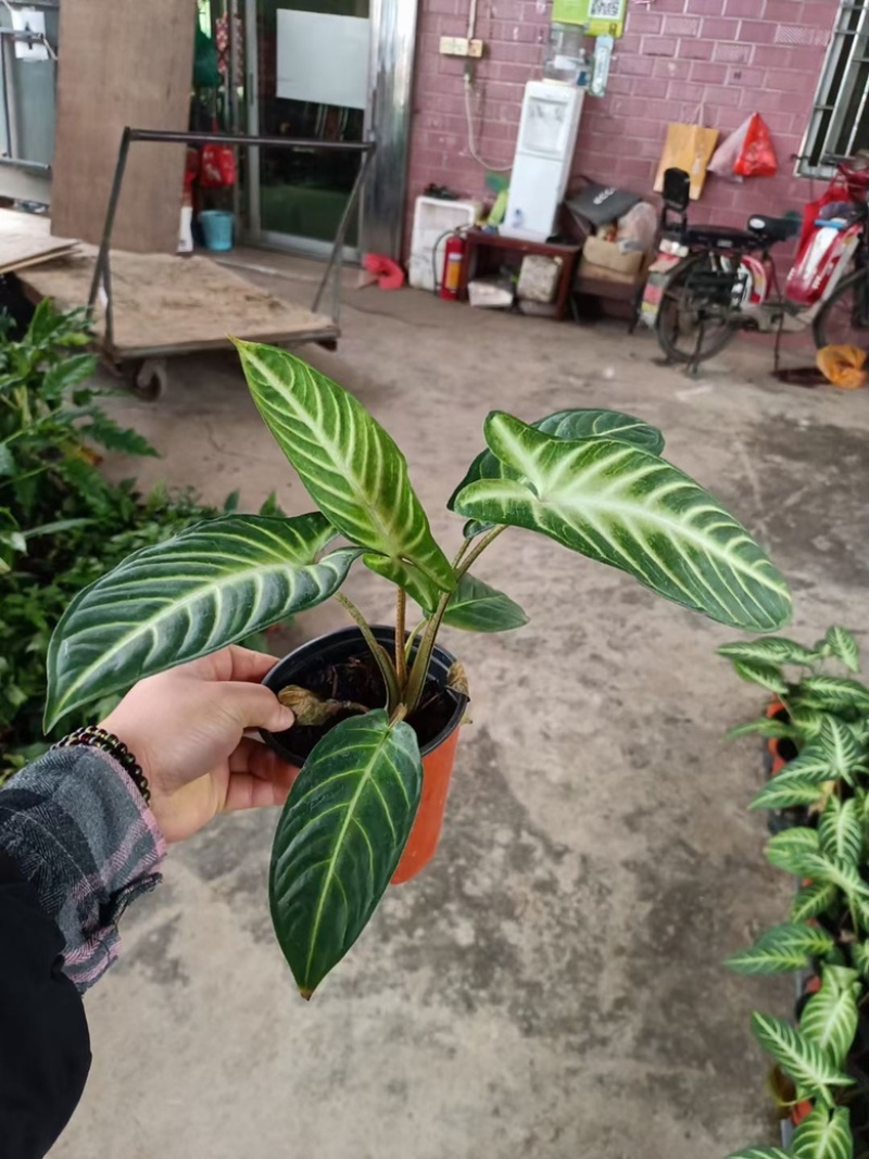 乳脉千年芋都是精品货，量大价优