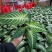 乳脉千年芋都是精品货，量大价优