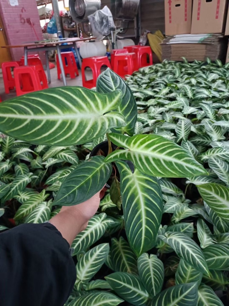 乳脉千年芋都是精品货，量大价优