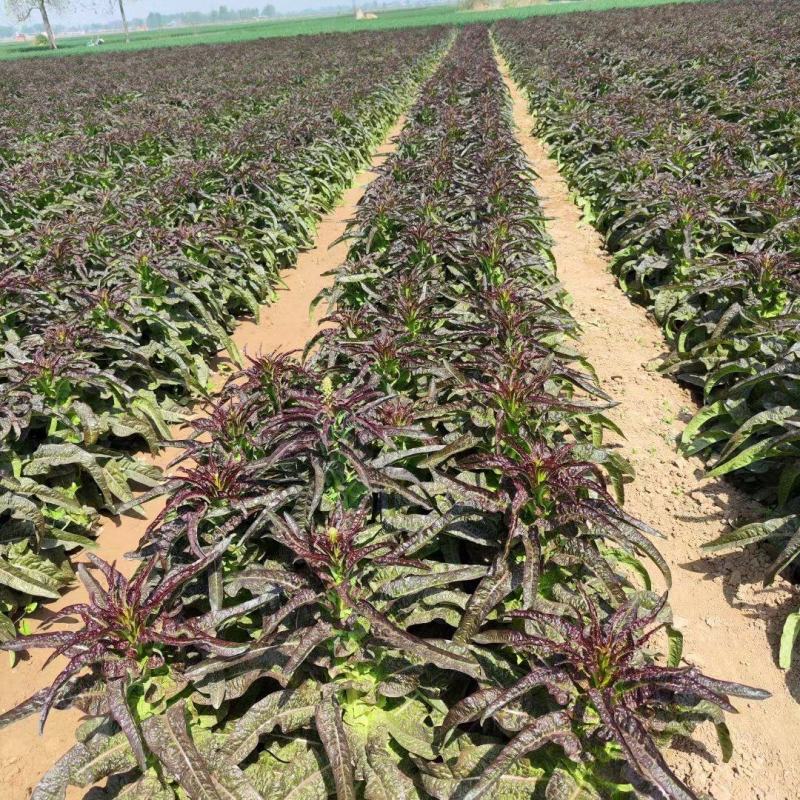 兰州高原夏菜红笋正式上市，需要的老板尽管来电。