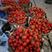 夹江西红柿大量上市果子均匀，亮度好，赖运输，每个二两以上