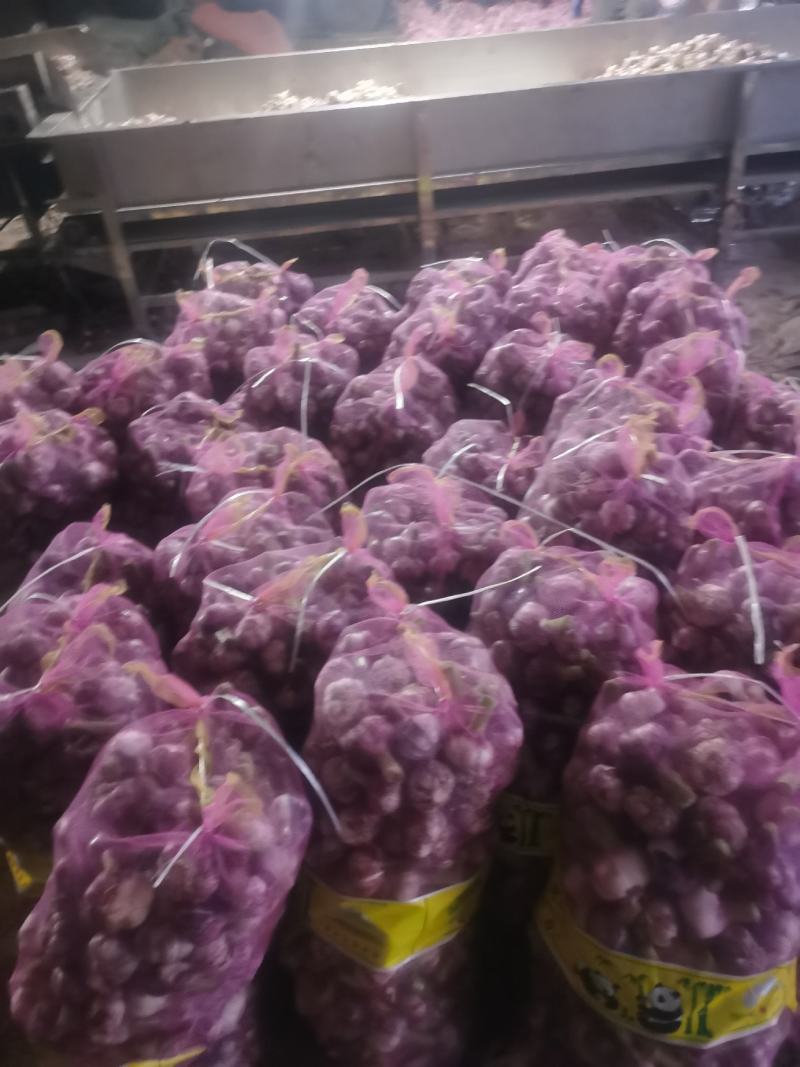 新鲜大蒜开封大蒜大量上市一手货源，货源充足大量供应