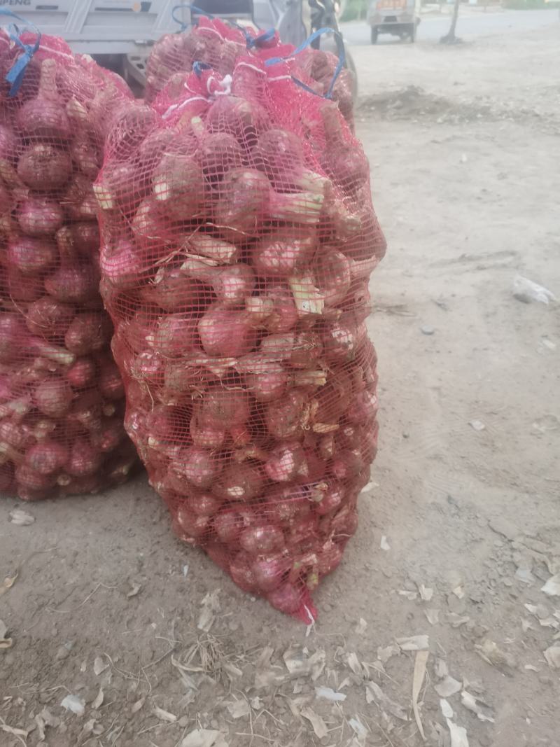 新鲜大蒜开封大蒜大量上市一手货源，货源充足大量供应