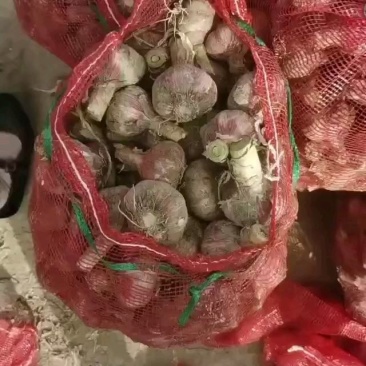 新鲜大蒜开封大蒜大量上市一手货源，货源充足大量供应