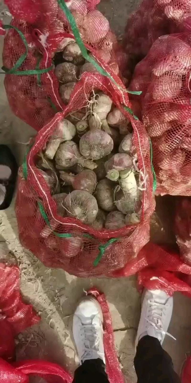 新鲜大蒜开封大蒜大量上市一手货源，货源充足大量供应