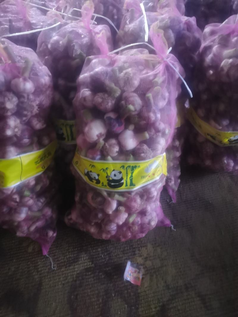 新鲜大蒜开封大蒜大量上市一手货源，货源充足大量供应