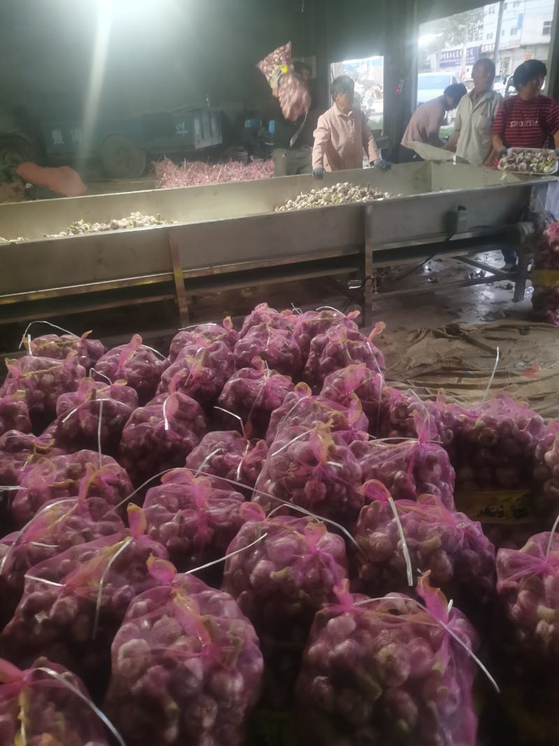 新鲜大蒜开封大蒜大量上市一手货源，货源充足大量供应