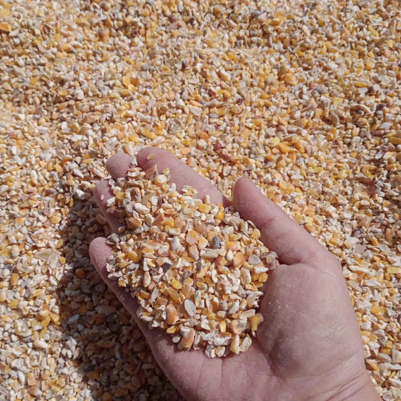 广东碎玉米，玉米碎，玉米下角料，饲料原材料，喂养，玉米