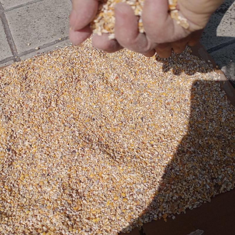 广东碎玉米，玉米碎，玉米下角料，饲料原材料，喂养，玉米