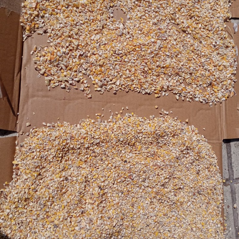 广东碎玉米，玉米碎，玉米下角料，饲料原材料，喂养，玉米
